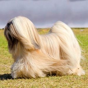 Meet your Posher, Ann